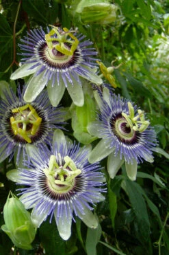 Blue Crown Passion Flower Vine - 1 Gallon Pot -Wilson Bros Gardens passiflora caerulea blue crown passion flower vine 10