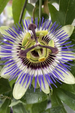 Blue Crown Passion Flower Vine - 1 Gallon Pot -Wilson Bros Gardens passiflora caerulea blue crown passion flower vine 4