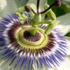 Blue Crown Passion Flower Vine - 1 Gallon Pot
