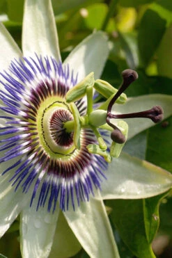 Blue Crown Passion Flower Vine - 1 Gallon Pot -Wilson Bros Gardens passiflora caerulea blue crown passion flower vine 8