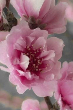 Corinthian Flowering Peach Tree - 2 Gallon Pot (3-4') 8 Corinthian Flowering Peach Tree - 2 Gallon Pot (3-4') -Wilson Bros Gardens peach corinthian 24