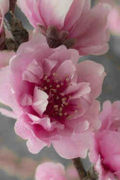 Corinthian Rose Flowering Peach Tree - 7 Gallon Pot -Wilson Bros Gardens peach corinthian 24 4