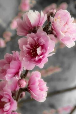 Corinthian Rose Flowering Peach Tree - 5 Gallon Pot -Wilson Bros Gardens peach corinthian 2 thumbnail 1