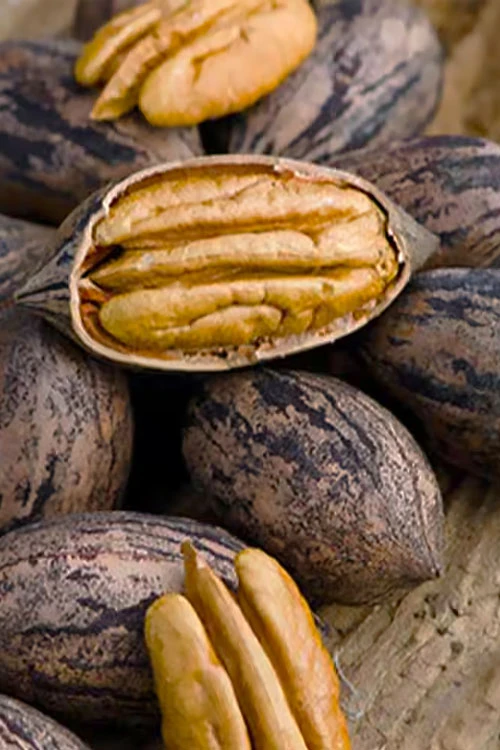 Caddo Pecan Tree - 5 Gallon Pot 1 Caddo Pecan Tree - 5 Gallon Pot