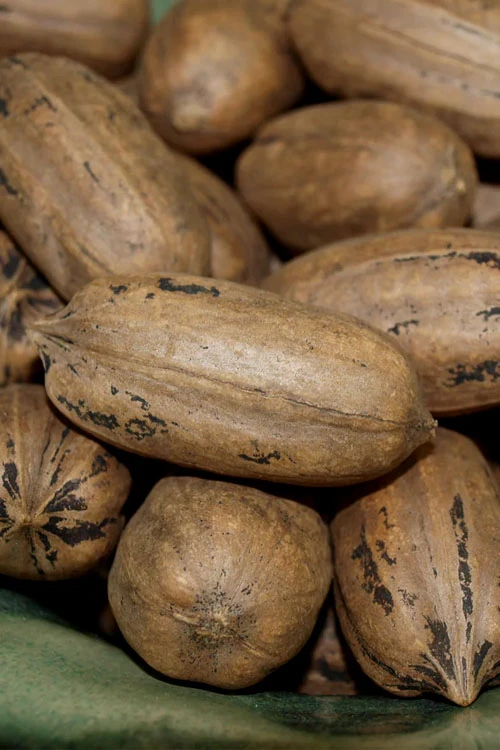 Cherryle Pecan Tree - 5 Gallon Pot 1 Cherryle Pecan Tree - 5 Gallon Pot