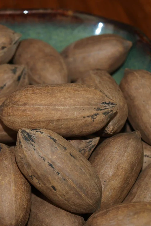 Creek Pecan Tree - 5 Gallon Pot 1 Creek Pecan Tree - 5 Gallon Pot