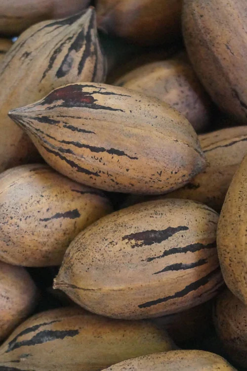 Lakota Pecan Tree - 5 Gallon Pot 1 Lakota Pecan Tree - 5 Gallon Pot