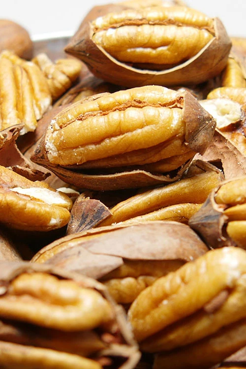 Pawnee Pecan Tree - 5 Gallon Pot 1 Pawnee Pecan Tree - 5 Gallon Pot