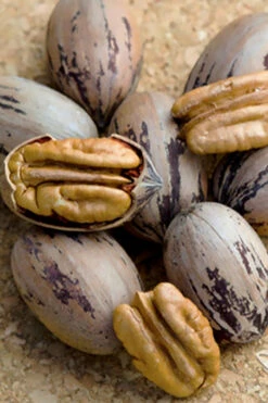 Zinner Pecan Tree - 5 Gallon Pot