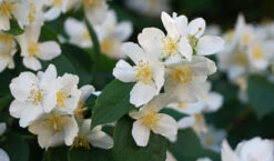 Sweet Mock Orange (Philadelphus Coronarius) - 3 Gallon Pot 10 Sweet Mock Orange (Philadelphus Coronarius) - 3 Gallon Pot -Wilson Bros Gardens philadelphus coronarius mock orange 3