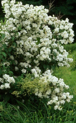 Sweet Mock Orange (Philadelphus Coronarius) - 3 Gallon Pot 11 Sweet Mock Orange (Philadelphus Coronarius) - 3 Gallon Pot -Wilson Bros Gardens philadelphus coronarius mock orange 4