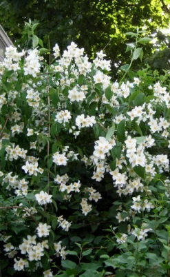 Sweet Mock Orange (Philadelphus Coronarius) - 3 Gallon Pot 13 Sweet Mock Orange (Philadelphus Coronarius) - 3 Gallon Pot -Wilson Bros Gardens philadelphus coronarius mock orange 5