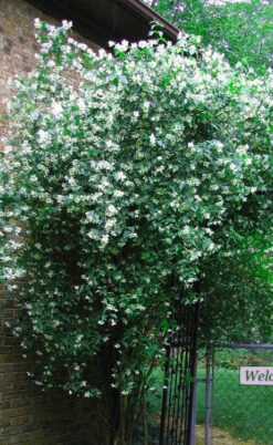 Sweet Mock Orange (Philadelphus Coronarius) - 3 Gallon Pot 12 Sweet Mock Orange (Philadelphus Coronarius) - 3 Gallon Pot -Wilson Bros Gardens philadelphus coronarius mock orange 6
