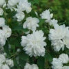 Illuminati Arch Mock Orange (Philadelphus Coronarius) - 3 Gallon Pot