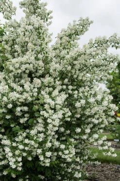 Blizzard Mock Orange (Philadelphus) - 1 Gallon Pot -Wilson Bros Gardens philadelphus lewisii blizzard mock orange 2