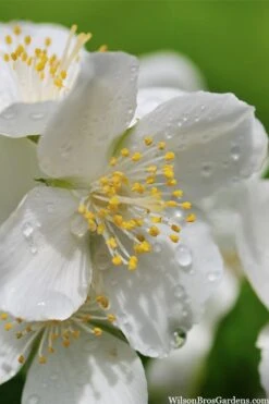 Blizzard Mock Orange (Philadelphus) - 1 Gallon Pot -Wilson Bros Gardens philadelphus lewisii blizzard mock orange 6