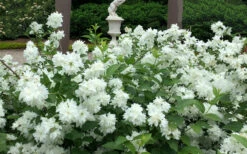 Minnesota Snowflake Mock Orange (Philadelphus) - 1 Gallon Pot -Wilson Bros Gardens philadelphus minnesota snowflake mock orange 5