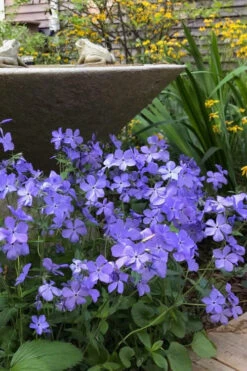 Blue Moon Woodland Phlox - 1 Gallon Pot -Wilson Bros Gardens phlox divaricata blue moon woodland phlox 2