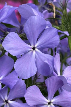 Blue Moon Woodland Phlox - 1 Gallon Pot -Wilson Bros Gardens phlox divaricata blue moon woodland phlox 3