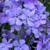 Blue Moon Woodland Phlox - 1 Gallon Pot