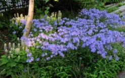 Blue Moon Woodland Phlox - 1 Gallon Pot -Wilson Bros Gardens phlox divaricata blue moon woodland phlox 7 1
