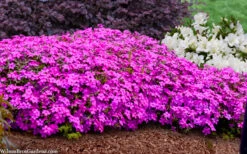 Ruby Riot Spring Bling Creeping Phlox - 1 Gallon Pot -Wilson Bros Gardens phlox spring bling 102