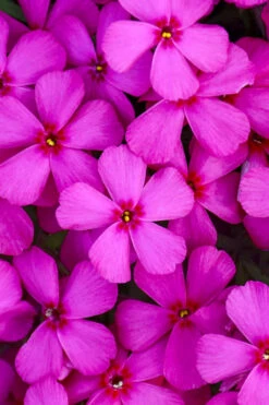 Ruby Riot Spring Bling Creeping Phlox - 1 Gallon Pot -Wilson Bros Gardens phlox spring bling 103