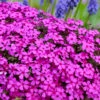 Ruby Riot Spring Bling Creeping Phlox - 1 Gallon Pot