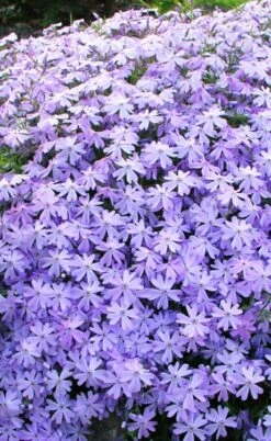 Blue Creeping Phlox - 6 Pack Of Pint Pots 9 Blue Creeping Phlox - 6 Pack Of Pint Pots -Wilson Bros Gardens phlox subulata blue creeping 1 3