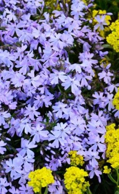 Blue Creeping Phlox - 6 Pack Of 1 Gallon Pots 11 Blue Creeping Phlox - 6 Pack Of 1 Gallon Pots -Wilson Bros Gardens phlox subulata blue creeping 2 2