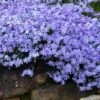 Blue Creeping Phlox - 6 Pack Of 1 Gallon Pots