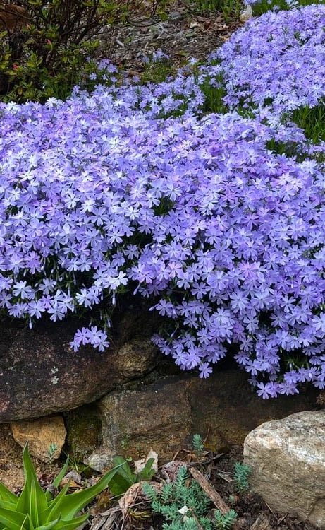 Blue Creeping Phlox - 6 Pack Of Pint Pots 1 Blue Creeping Phlox - 6 Pack Of Pint Pots
