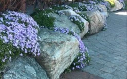 Blue Creeping Phlox - 6 Pack Of 1 Gallon Pots 10 Blue Creeping Phlox - 6 Pack Of 1 Gallon Pots -Wilson Bros Gardens phlox subulata blue creeping 4 2