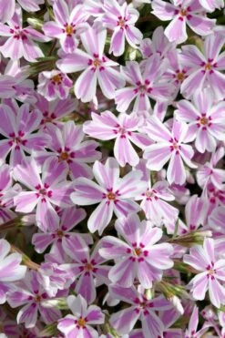 Candy Stripe Creeping Phlox - 1 Gallon Pot -Wilson Bros Gardens phlox subulata candy stripe creeping 25 2