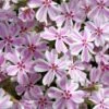 Candy Stripe Creeping Phlox - 5 Pack Of Pint Pots