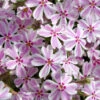 Candy Stripe Creeping Phlox - 5 Pack Of Pint Pots
