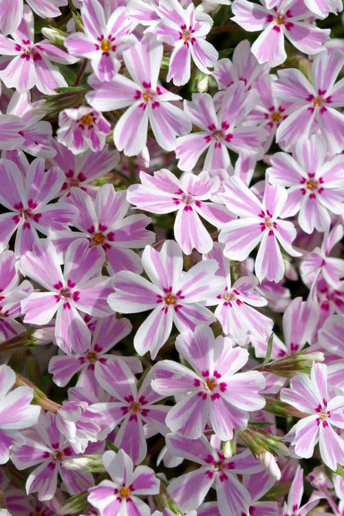 Candy Stripe Creeping Phlox - 18 Pack Of Pint Pots 1 Candy Stripe Creeping Phlox - 18 Pack Of Pint Pots