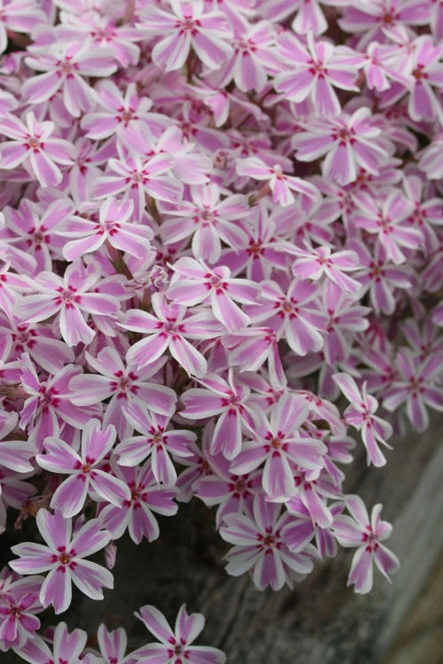 Candy Stripe Creeping Phlox - 18 Pack Of Pint Pots 5 Candy Stripe Creeping Phlox - 18 Pack Of Pint Pots - Image 5