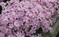 Candy Stripe Creeping Phlox - 5 Pack Of Pint Pots -Wilson Bros Gardens phlox subulata candy stripe creeping 29 3