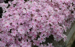 Candy Stripe Creeping Phlox - 10 Pack Of Pint Pots 11 Candy Stripe Creeping Phlox - 10 Pack Of Pint Pots -Wilson Bros Gardens phlox subulata candy stripe creeping 29 4