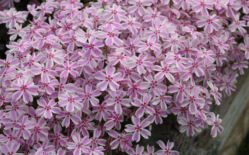 Candy Stripe Creeping Phlox - 18 Pack Of Pint Pots 6 Candy Stripe Creeping Phlox - 18 Pack Of Pint Pots - Image 6