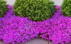 Drummond's Pink Creeping Phlox - 6 Pack Of 1 Gallon Pots 8 Drummond's Pink Creeping Phlox - 6 Pack Of 1 Gallon Pots -Wilson Bros Gardens phlox subulata drummonds pink creeping 1