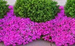 Drummond's Pink Creeping Phlox - 1 Gallon Pot -Wilson Bros Gardens phlox subulata drummonds pink creeping 2 1