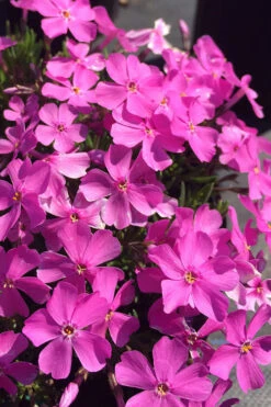 Emerald Pink Creeping Phlox - 1 Gallon Pot 9 Emerald Pink Creeping Phlox - 1 Gallon Pot -Wilson Bros Gardens phlox subulata emerald pink creeping phlox 1