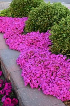 Emerald Pink Creeping Phlox - 1 Gallon Pot 10 Emerald Pink Creeping Phlox - 1 Gallon Pot -Wilson Bros Gardens phlox subulata emerald pink creeping phlox 4