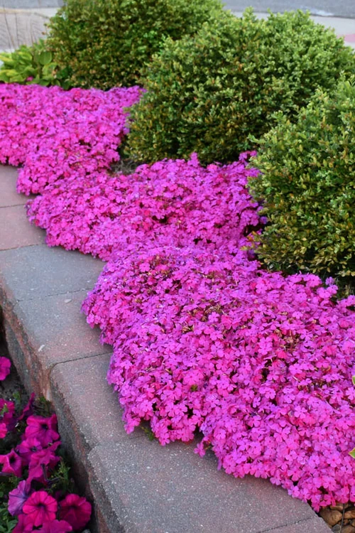 Emerald Pink Creeping Phlox - 1 Gallon Pot 5 Emerald Pink Creeping Phlox - 1 Gallon Pot - Image 5