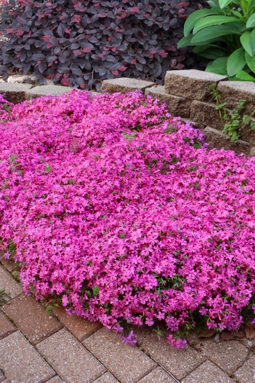 Emerald Pink Creeping Phlox - 1 Gallon Pot 1 Emerald Pink Creeping Phlox - 1 Gallon Pot