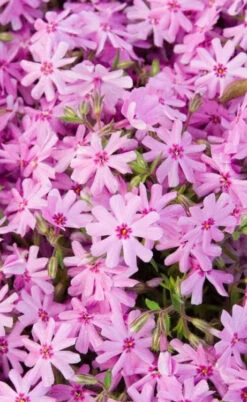 Pink Creeping Phlox - 6 Pack Of Pint Pots -Wilson Bros Gardens phlox subulata pink creeping 1 3