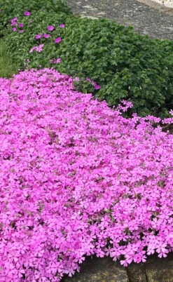 Pink Creeping Phlox - 18 Pack Of Pint Pots 9 Pink Creeping Phlox - 18 Pack Of Pint Pots -Wilson Bros Gardens phlox subulata pink creeping 2 2
