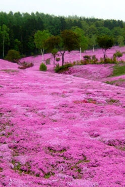 Pink Creeping Phlox - 6 Pack Of Pint Pots -Wilson Bros Gardens phlox subulata pink creeping phlox 100